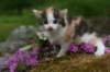 img_3398_small.jpg