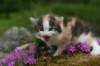 img_3399_small.jpg