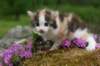 img_3400_small.jpg