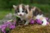 img_3401_small.jpg