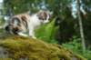 carmel7weeks18620122_small.jpg