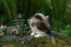carmel7weeks1862012_small.jpg
