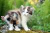 img_4853_small.jpg