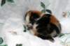 carmelgirl12_small.jpg
