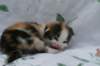 carmelgirl16_small.jpg