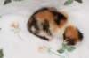 carmelgirl28_small.jpg