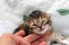 cassiagirl31_small.jpg