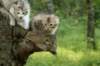 img_8218_small.jpg