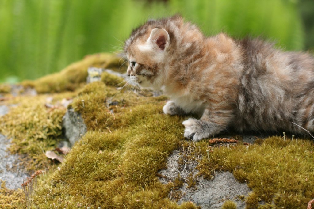 cassia4weeks.jpg