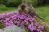img_3266_small.jpg
