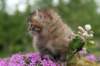 img_3331_small.jpg