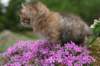 img_3340_small.jpg