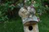 cassia7weeks18620122_small.jpg