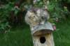 cassia7weeks18620123_small.jpg
