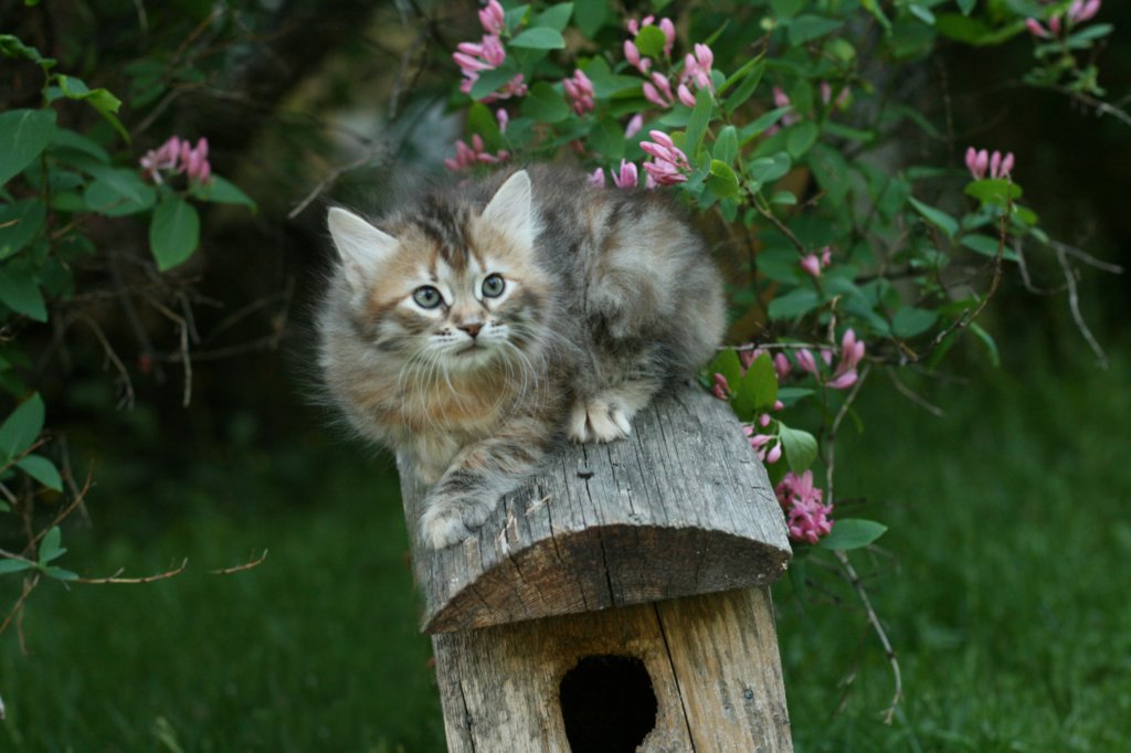 cassia7weeks18620125.jpg