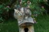 cassia7weeks18620125_small.jpg