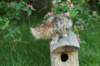 cassia7weeks1862012_small.jpg