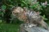 img_4690_small.jpg