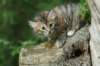 img_4747_small.jpg