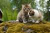cassiaandcarmel5weeks462012_small.jpg