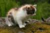 img_3540_small.jpg