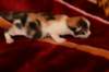carmel16_small.jpg