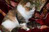 img_1737_small.jpg