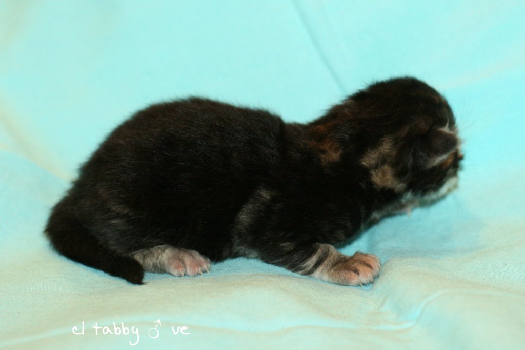 kittencltabbyboyve1.jpg