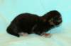 kittencltabbyboyve1_small.jpg