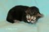 kittencltabbyboyve2_small.jpg