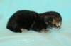 kittencltabbyboyve3_small.jpg
