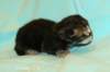 kittencltabbyboyve4_small.jpg