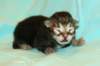 kittencltabbyboyve5_small.jpg
