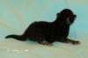 kittencltabbypoikaoe1_small.jpg