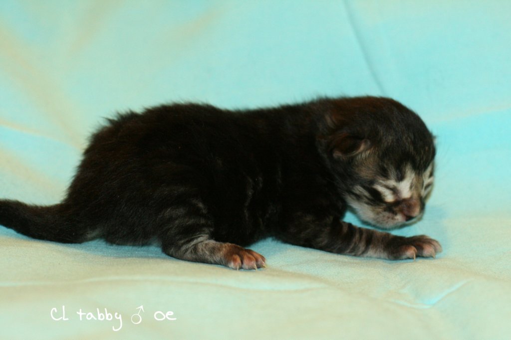 kittencltabbypoikaoe2.jpg