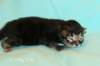 kittencltabbypoikaoe3_small.jpg