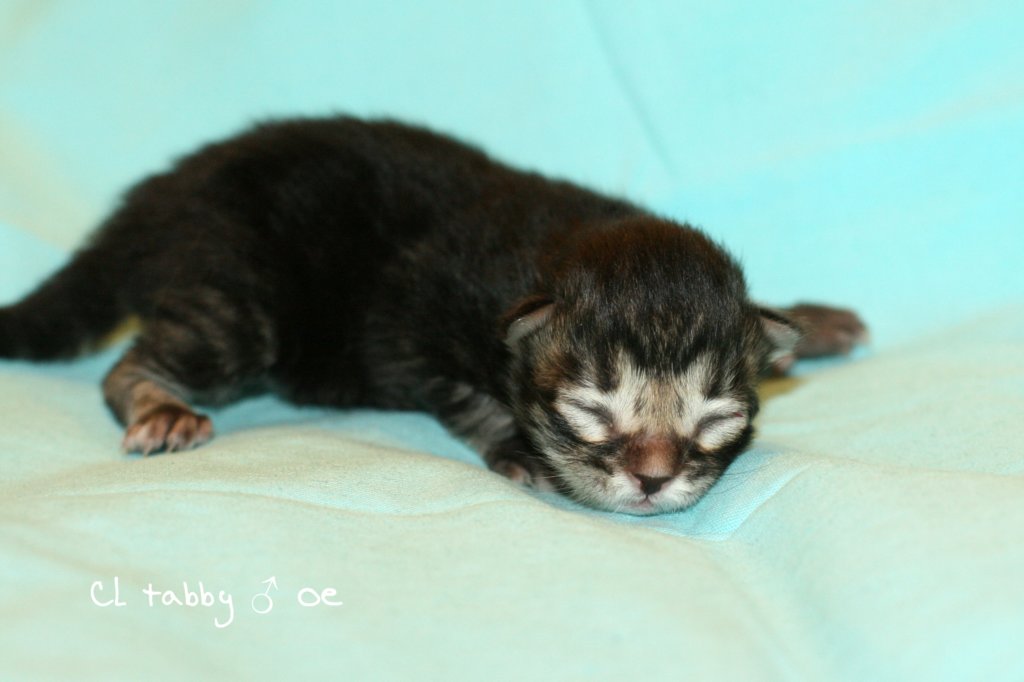 kittencltabbypoikaoe4.jpg