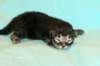 kittencltabbypoikaoe4_small.jpg