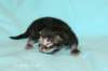 kittencltabbypoikaoe5_small.jpg