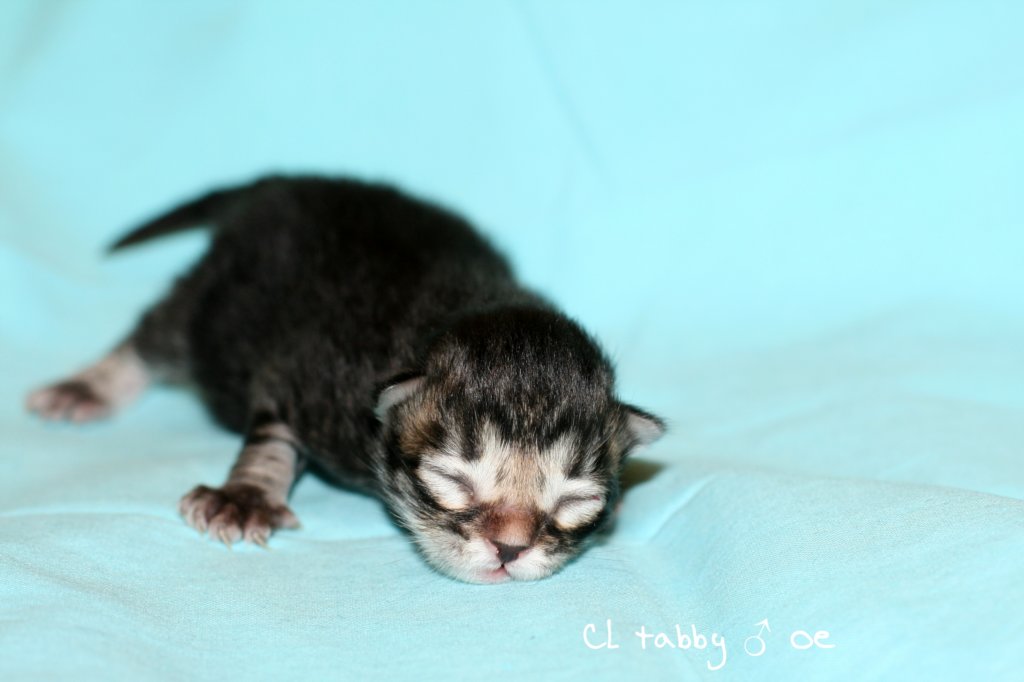 kittencltabbypoikaoe6.jpg