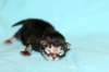kittencltabbypoikaoe6_small.jpg