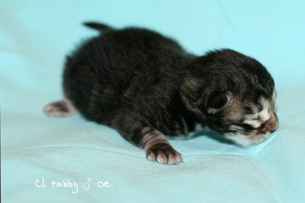 kittencltabbypoikaoe7.jpg