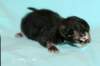 kittencltabbypoikaoe7_small.jpg