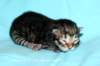 kittenmackerelboyjokaisessamusta3_small.jpg