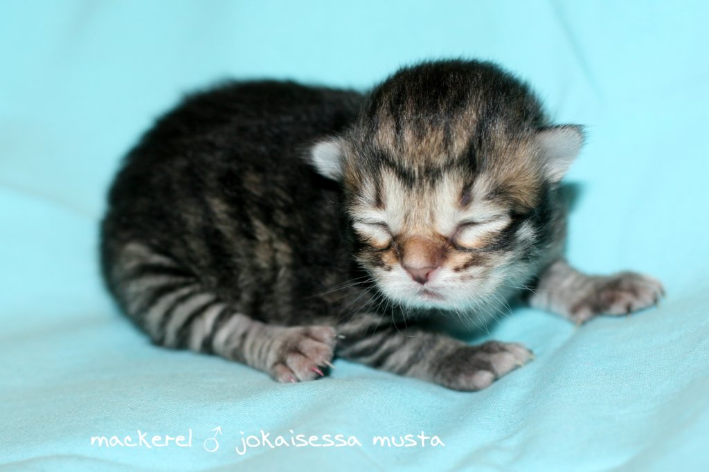 kittenmackerelboyjokaisessamusta4.jpg