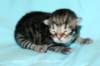 kittenmackerelboyjokaisessamusta4_small.jpg