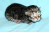 kittenmackerelboyjokaisessamusta5_small.jpg