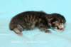 kittenmackerelboyjokaisessaraitoja1_small.jpg