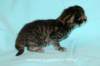 kittenmackerelboyjokaisessaraitoja2_small.jpg