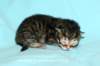kittenmackerelboyjokaisessaraitoja3_small.jpg